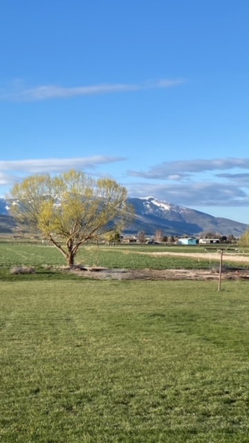 Field is Greening up